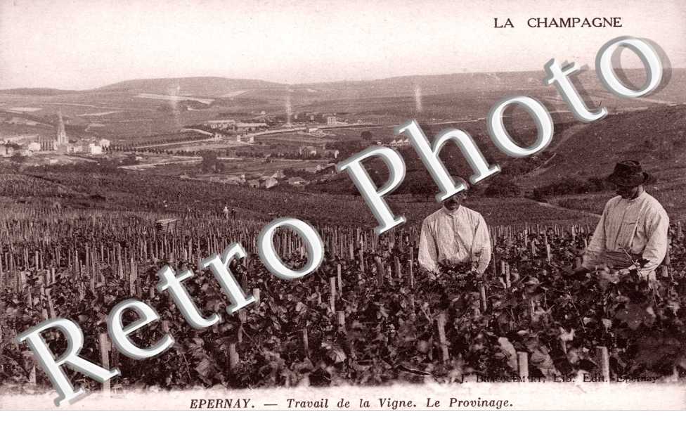 Travail de la Vigne, le Provinage
