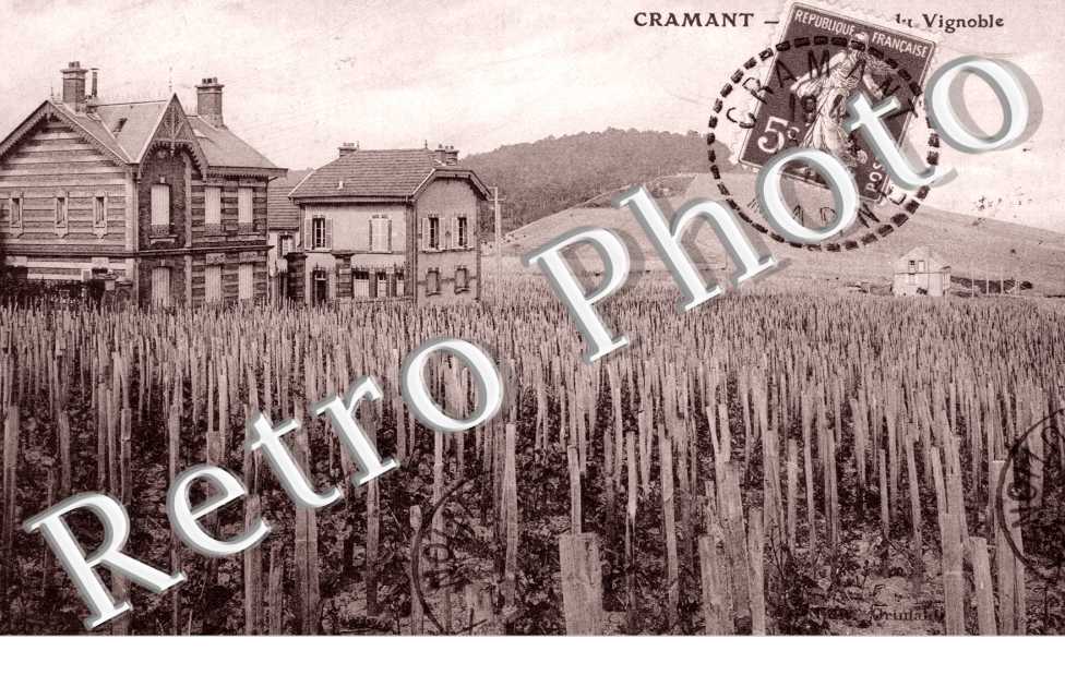le Vignoble