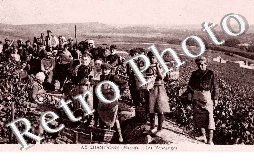 les vendanges
