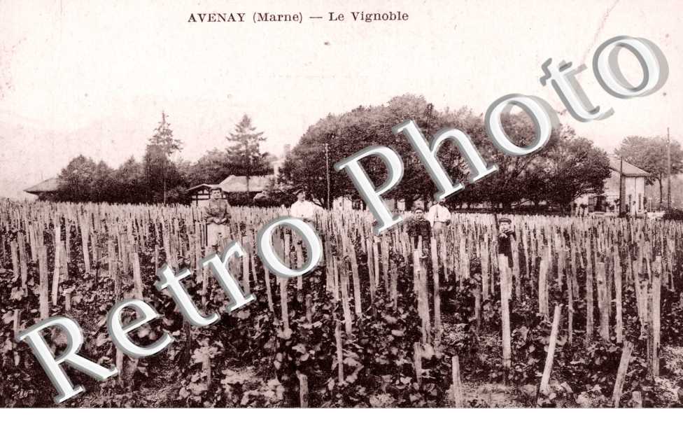 Le Vignoble