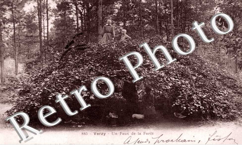 Un Faux de la foret