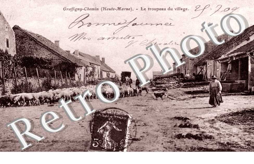 Troupeau du village