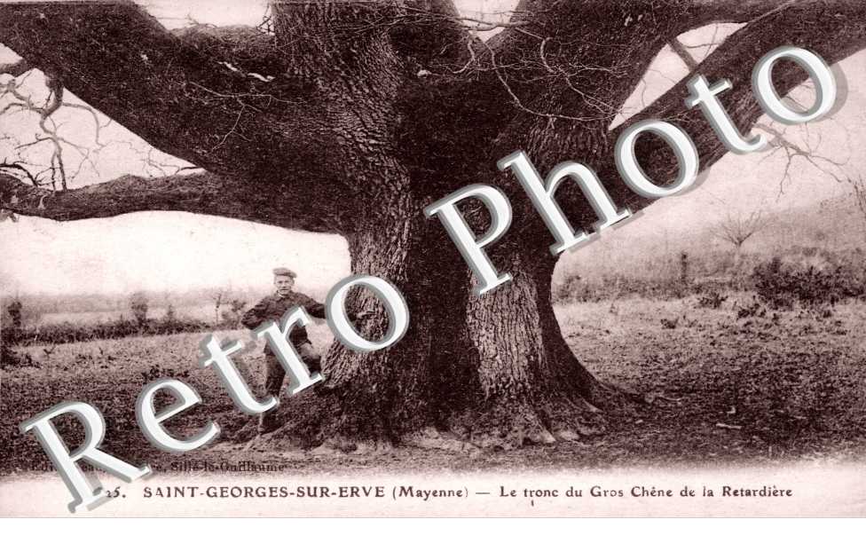 Tronc du Gros Chene de la Retardiere