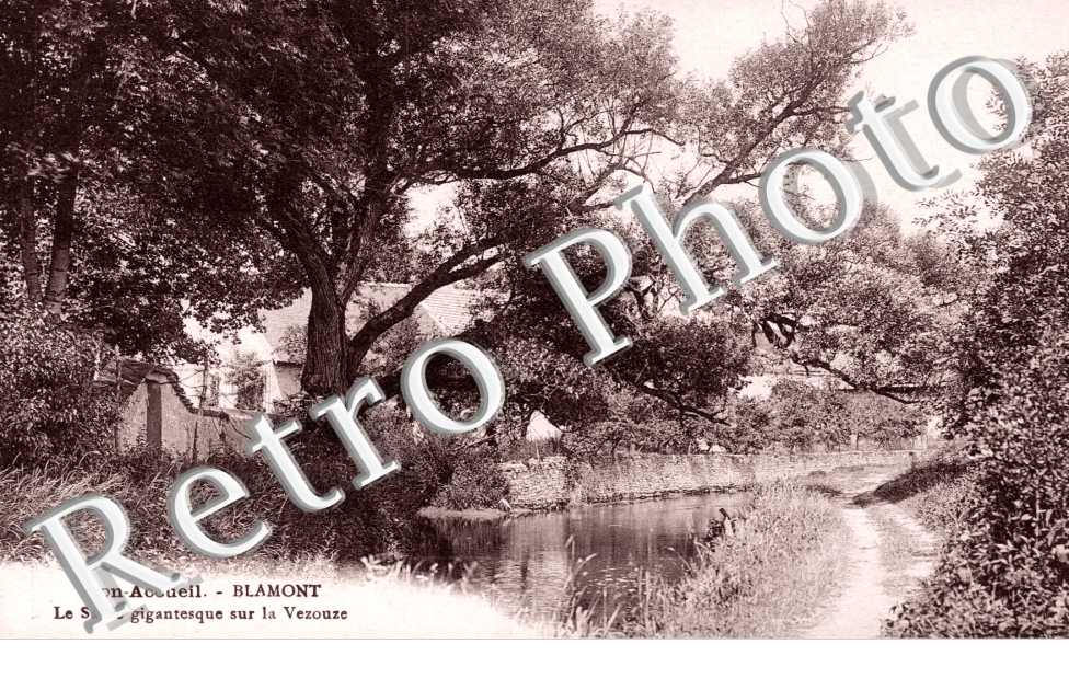 Le Saule sur la Vezouze