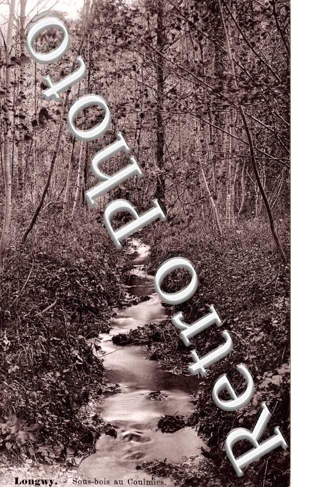 Sous-bois au Coulmies