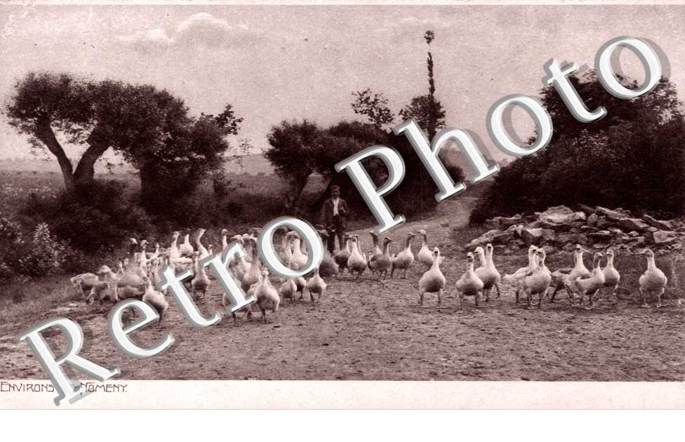 environ de nomeny (troupeau d'oies)