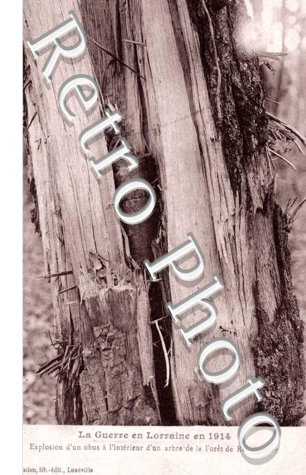 Explosin d'un obus à l'Intérieur d'un Arbre