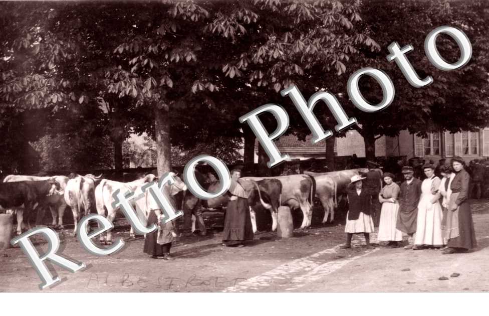 marche aux bovins