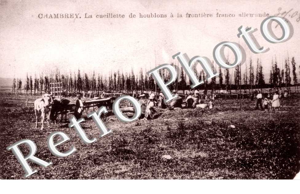 la Cueillette de houblons a la frontiere franco allemande