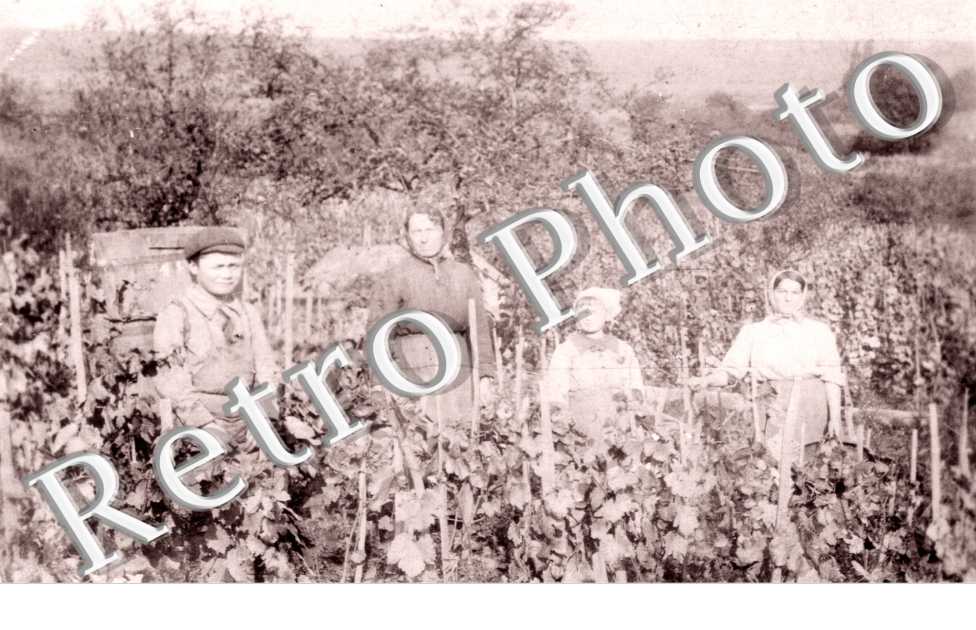 Vignes