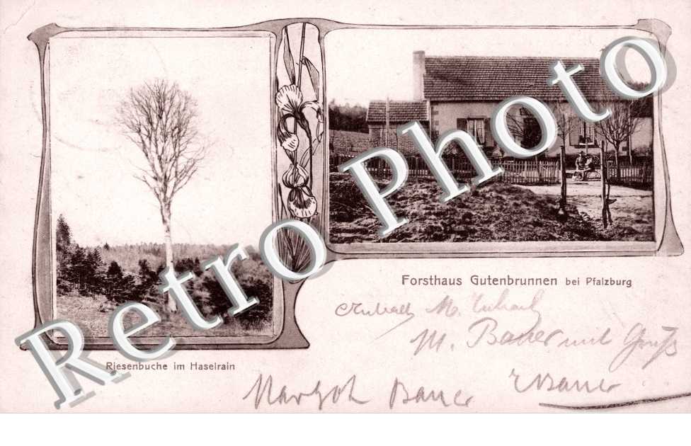 Riesenbruche im Haselrain