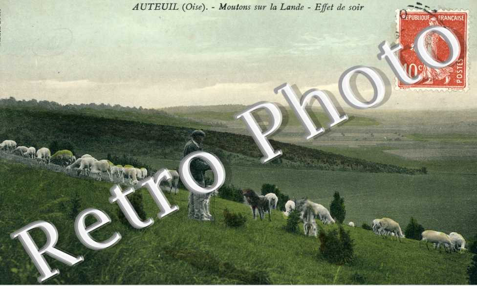 Moutons sur la Lande