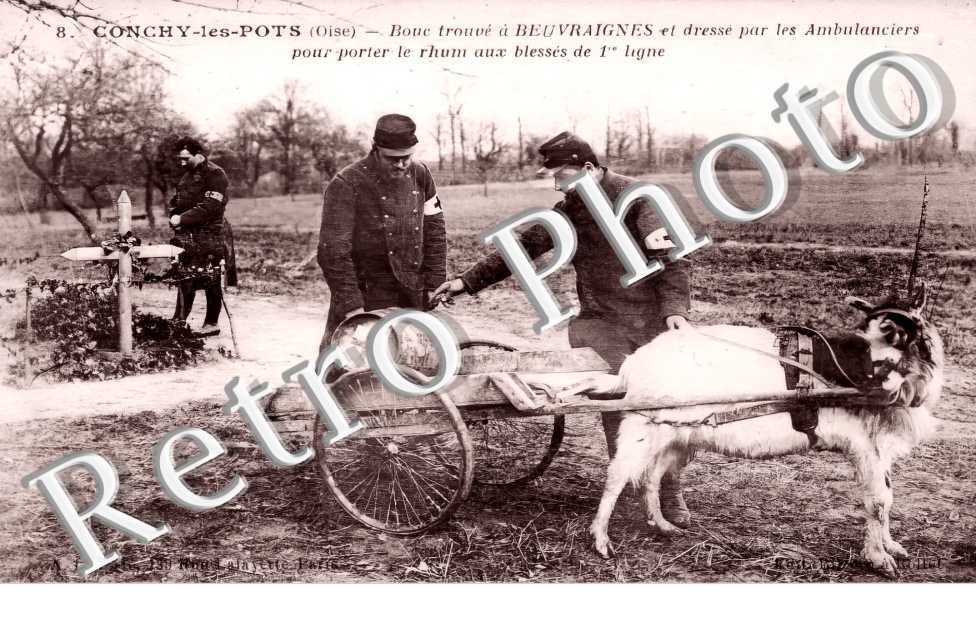 Bouc dresse par les ambulanciers pour le transport du rhum