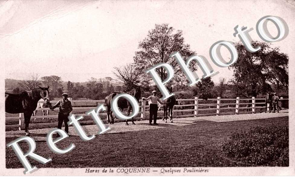 Haras de Coquenne - quelques poulinieres