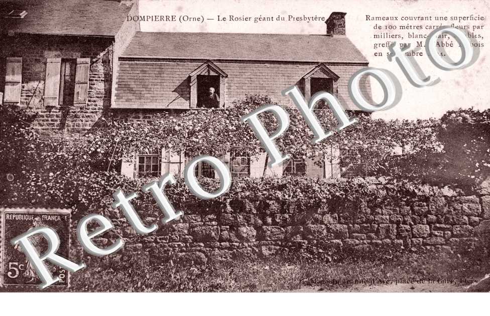 le Rosier geant du Presbytere