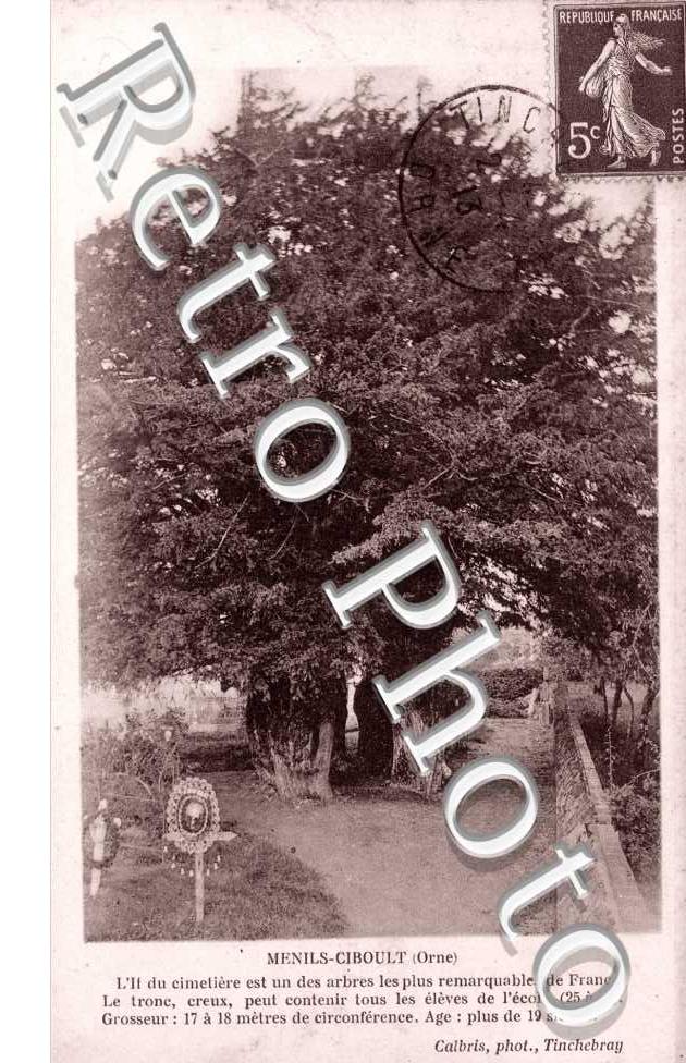 l&#039;If du cimetiere est un des arbres les plus remarquables de France