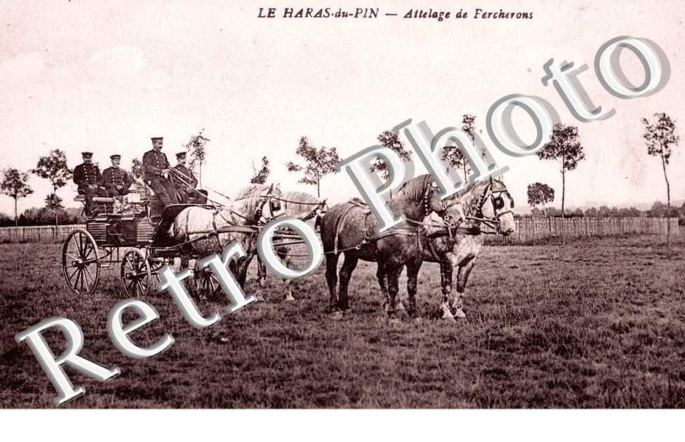 Attelage de percherons