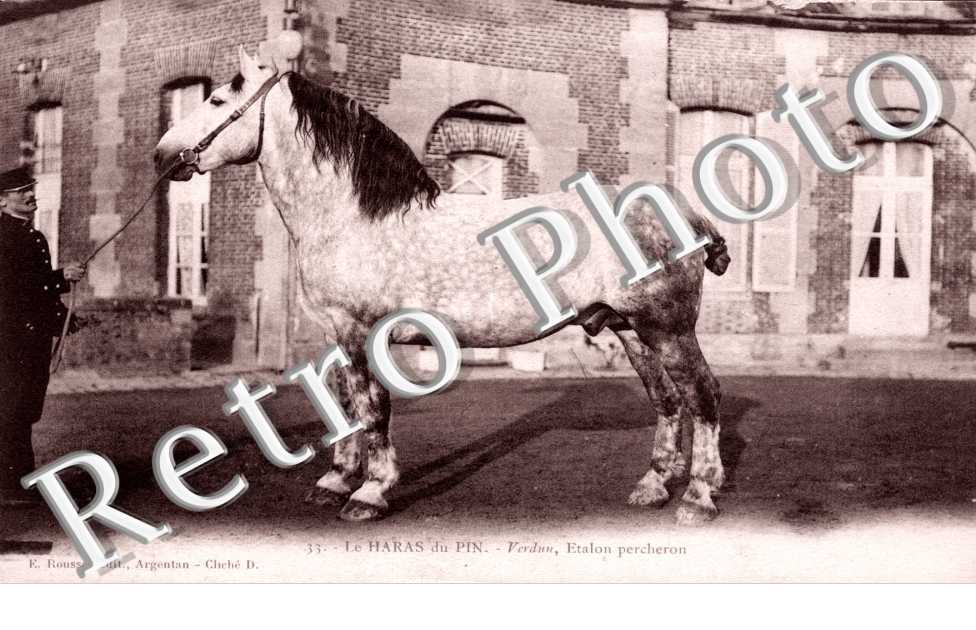 Etalon Percheron