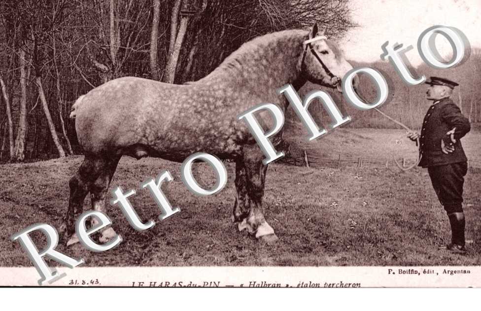 Halbran, etalon Percheron