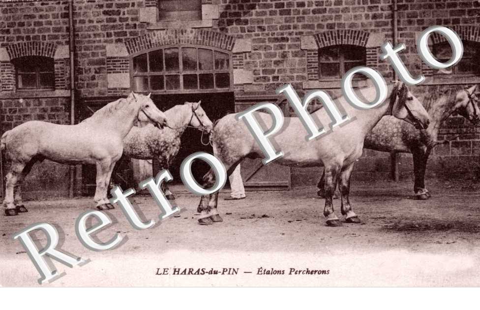 Etalons Percherons