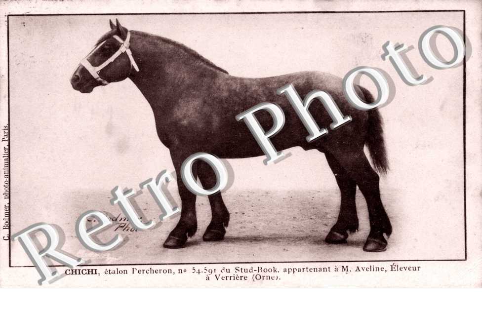 Chichi, etalon Percheron, appartenant a M. Aveline, eleveur a Verrieres