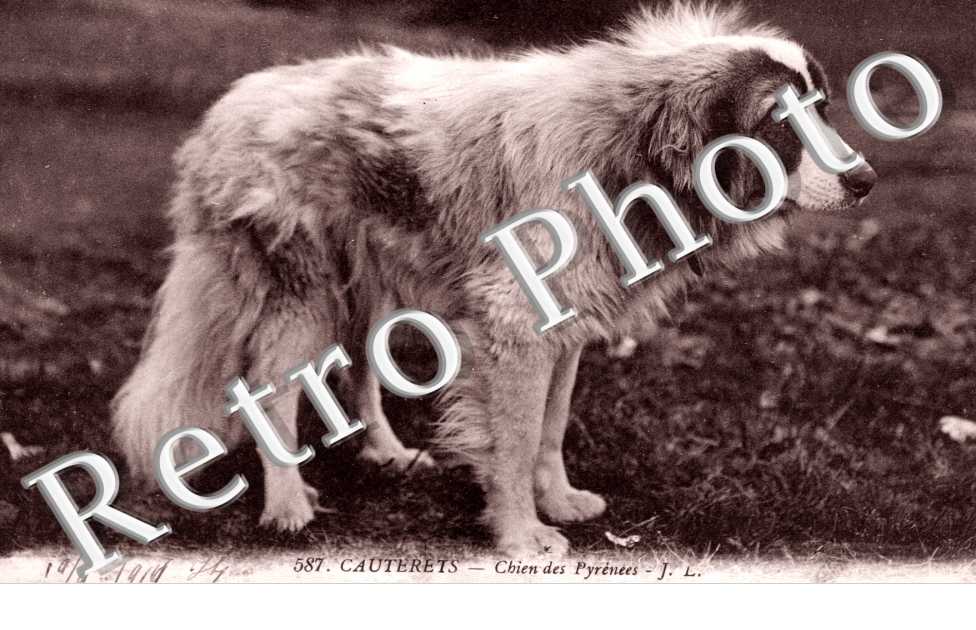 Chien des Pyrenees