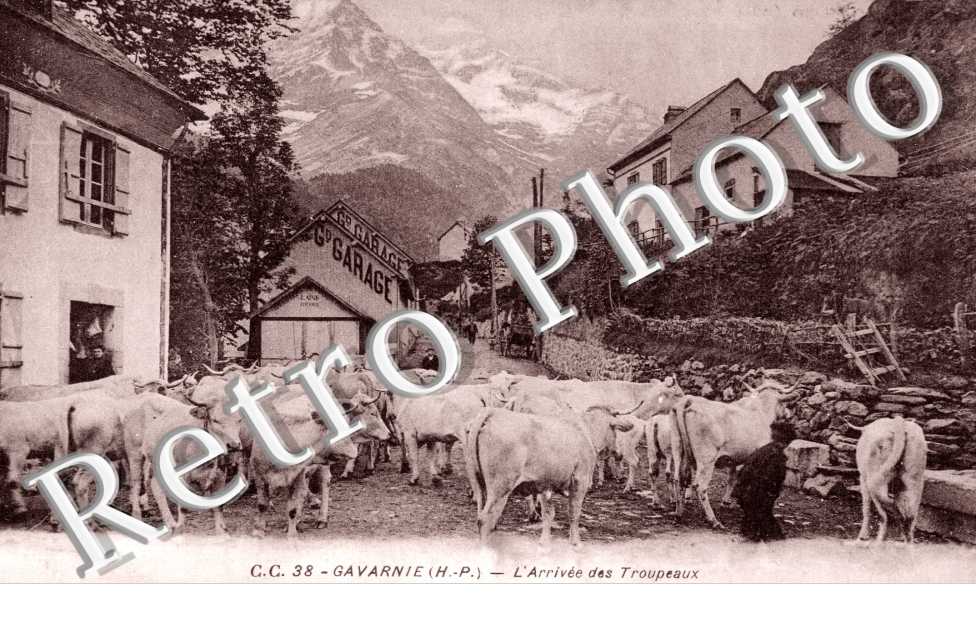 l&#039;Arrivee des Troupeaux