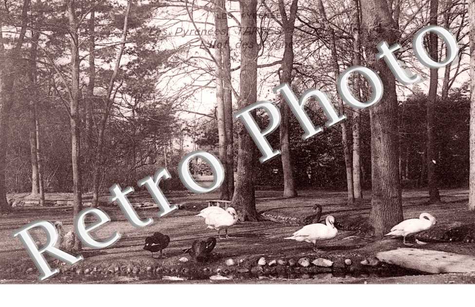 le jardin Massey - l&#039;ilot des cygnes