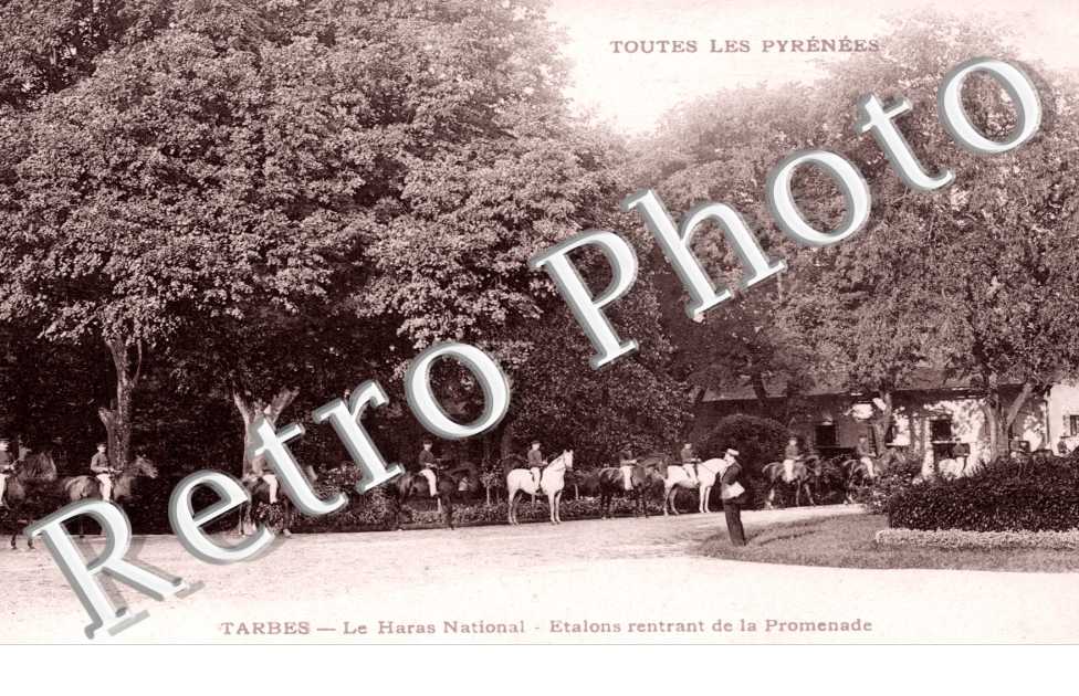 Le Haras National, Etalons rentrant de la Pormenade