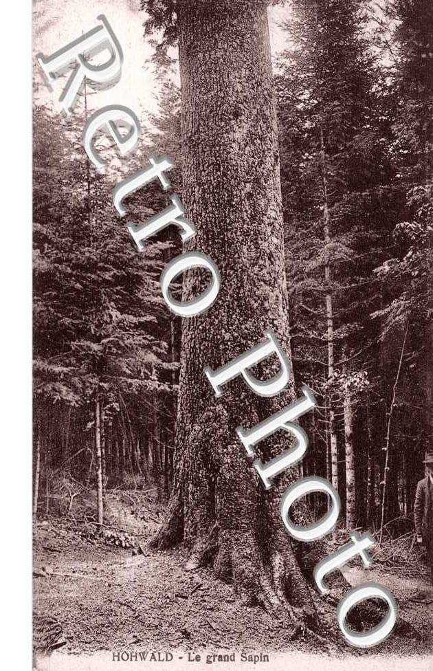 le Grand Sapin