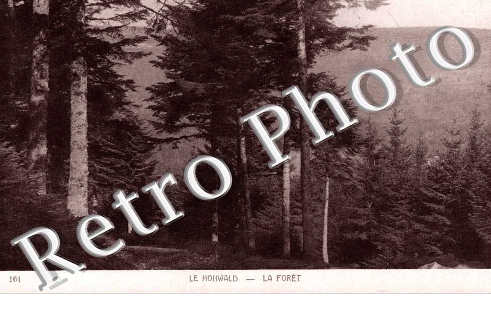 la foret