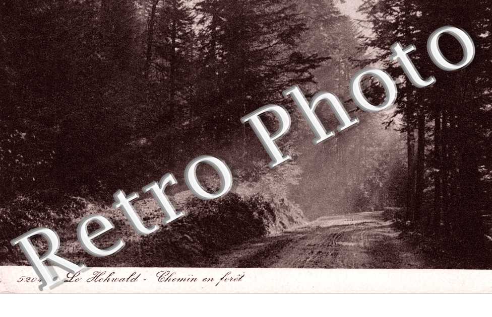 Chemin en Foret