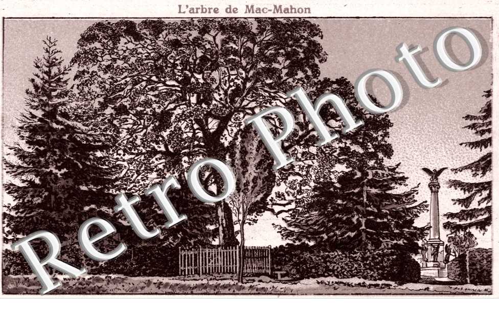 arbre de Mac Machon