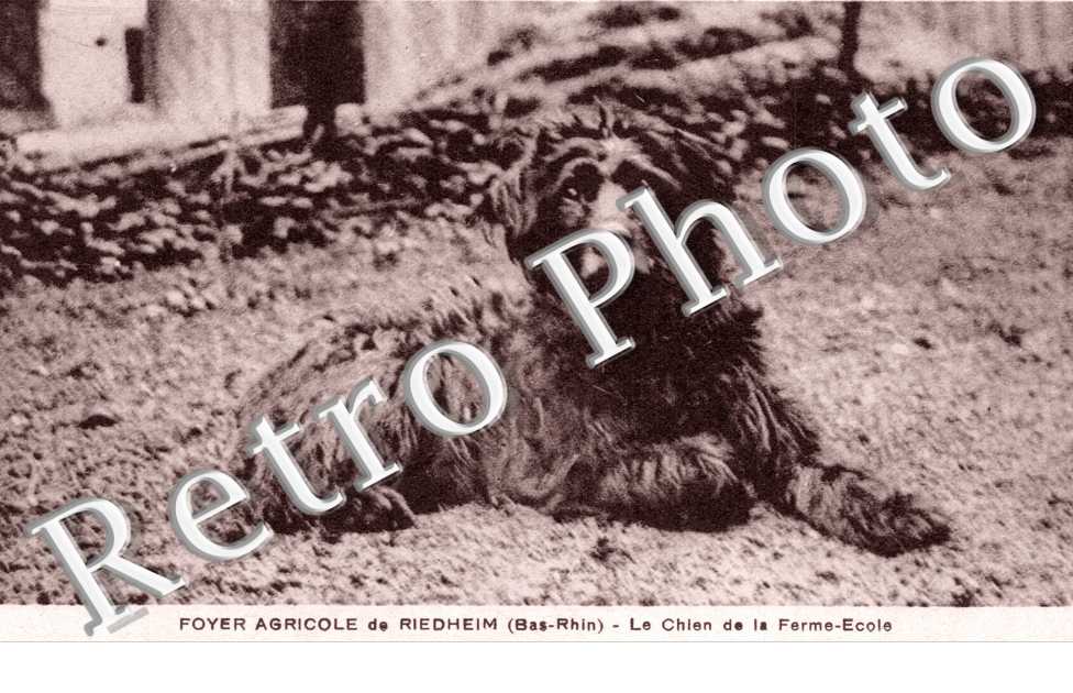 Foyer Agricole - Le Chien de la ferme Ecole