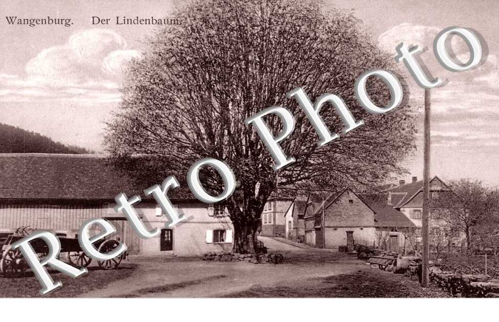 Der Lindenbaum