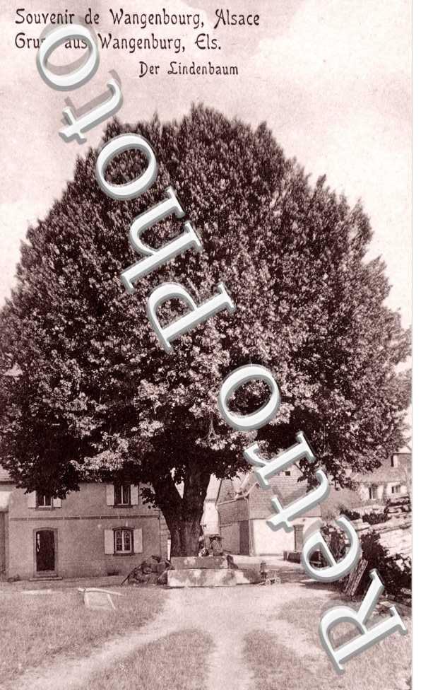 Der Lindenbaum