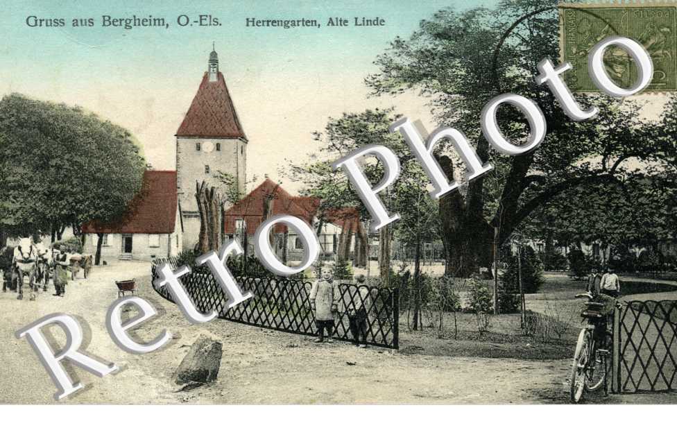 herrengarten, alte linde