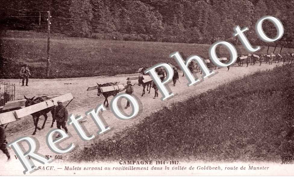 mulets servant au ravaitaillement dans la vallee de Goldbach, route de Munster