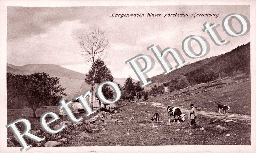 Langenwasen hinter Fortshaus Herrenberg