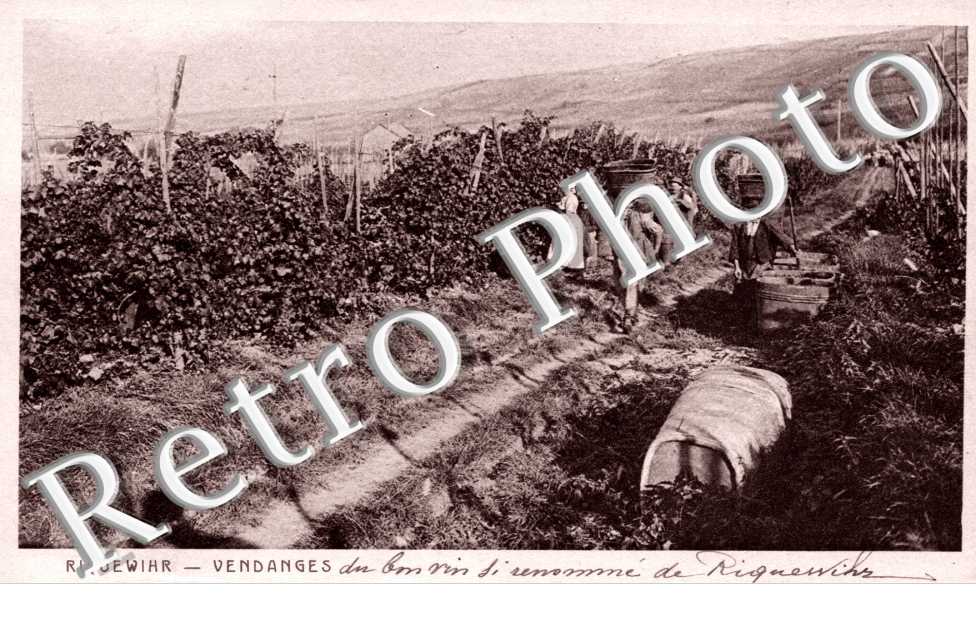 Vendanges