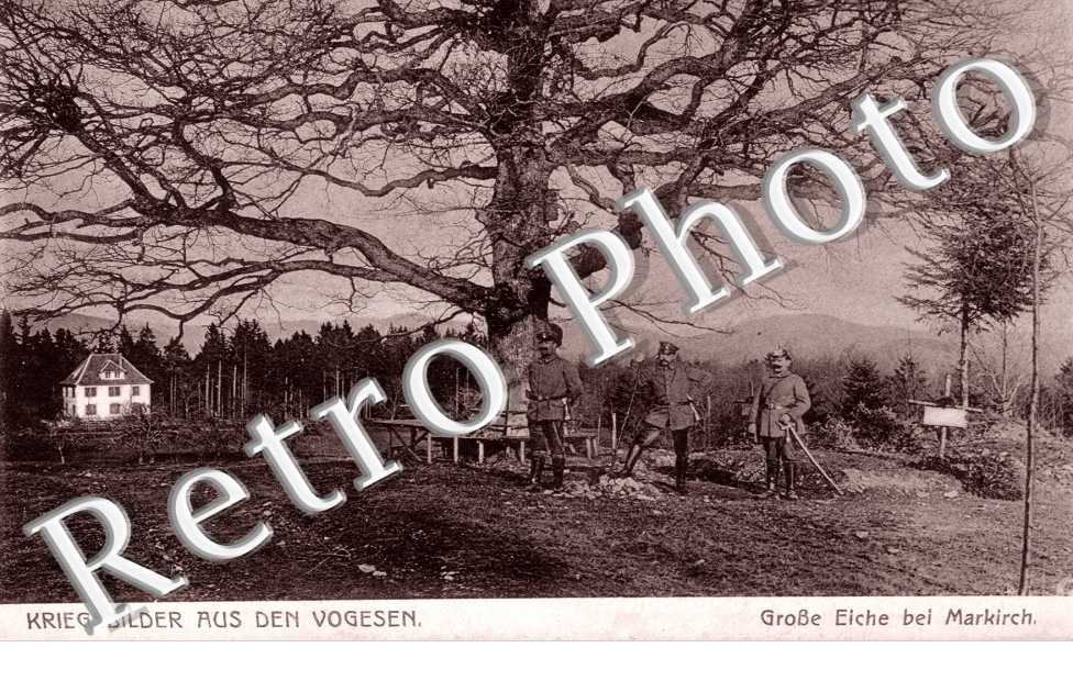 Grosse Eiche bei Markirch