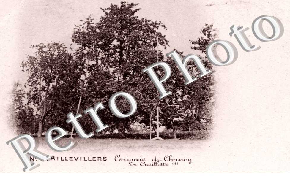 Cerisaie du Chancy - la cueillette (distillerie du kirsch gaulois)