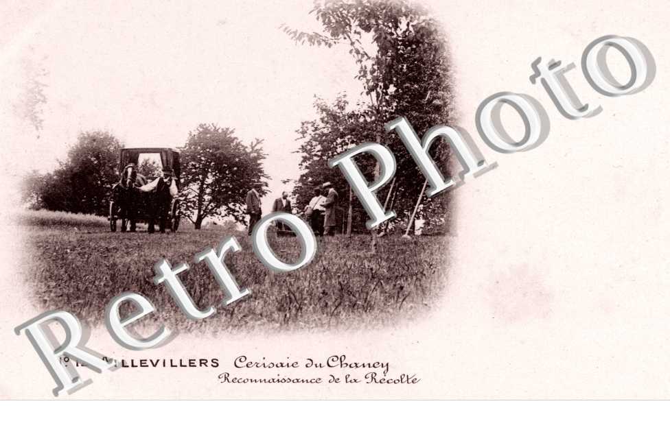 Cerisaie du Chancy - reconnaissance de la recolte (distillerie du kirsch gaulois)