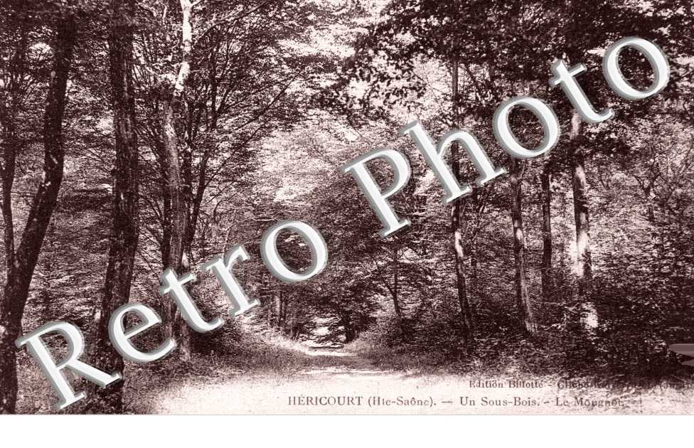 Le Mougnot - Un sous bois