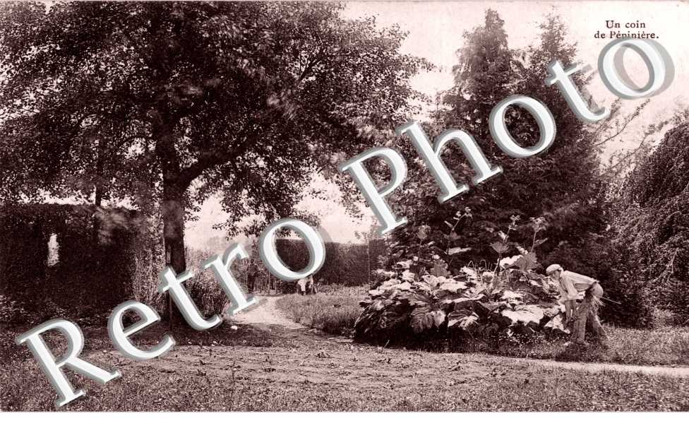 Pepiniere