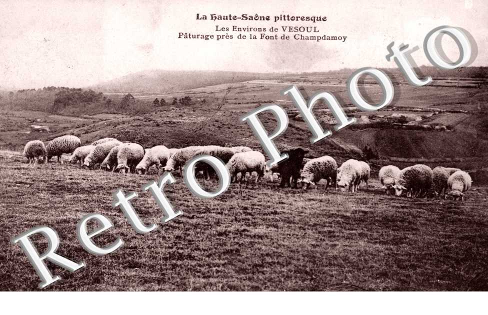 Paturage pres de la font de Champdamoy