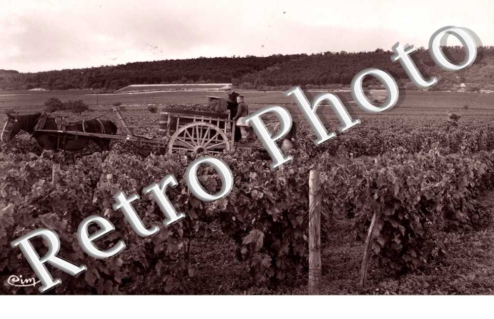 Les Vendanges
