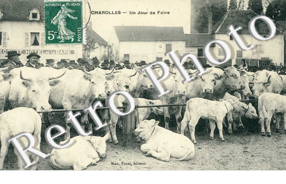 Un jour de foire - betail