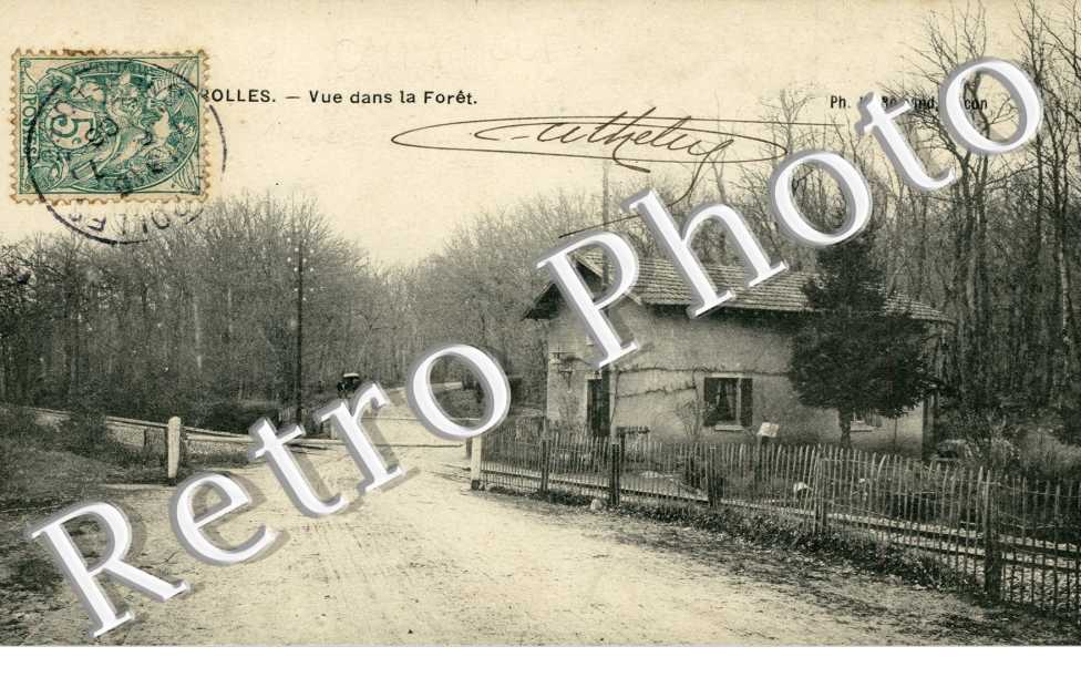 Vue dans la Foret