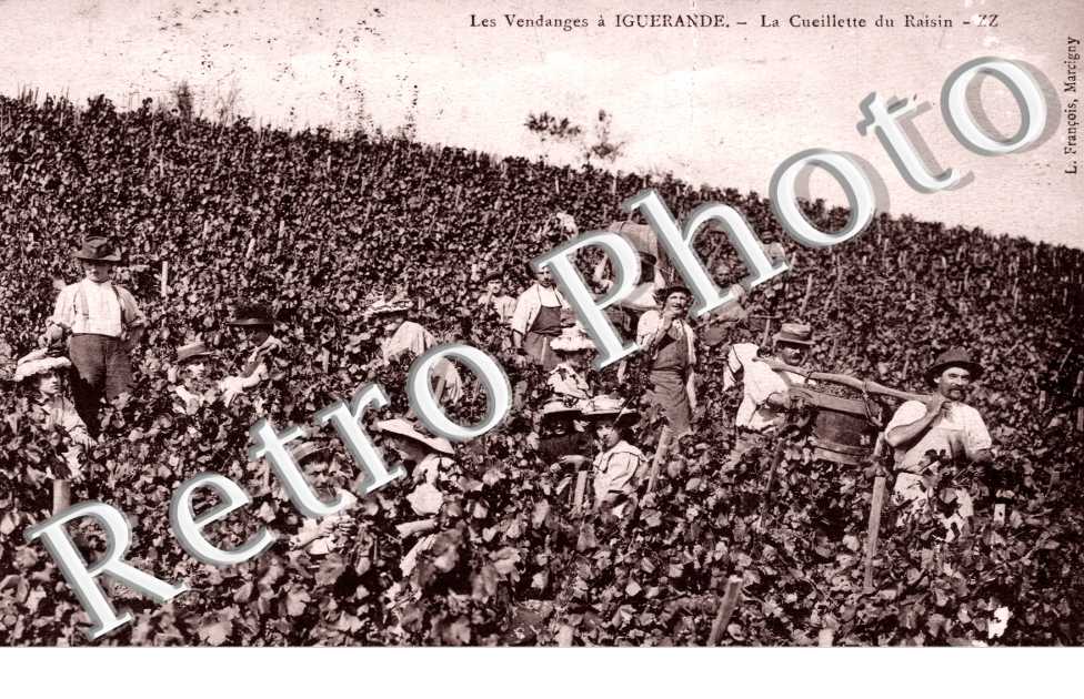 la Cueillette du Raisin, les Vendanges a Iguerande